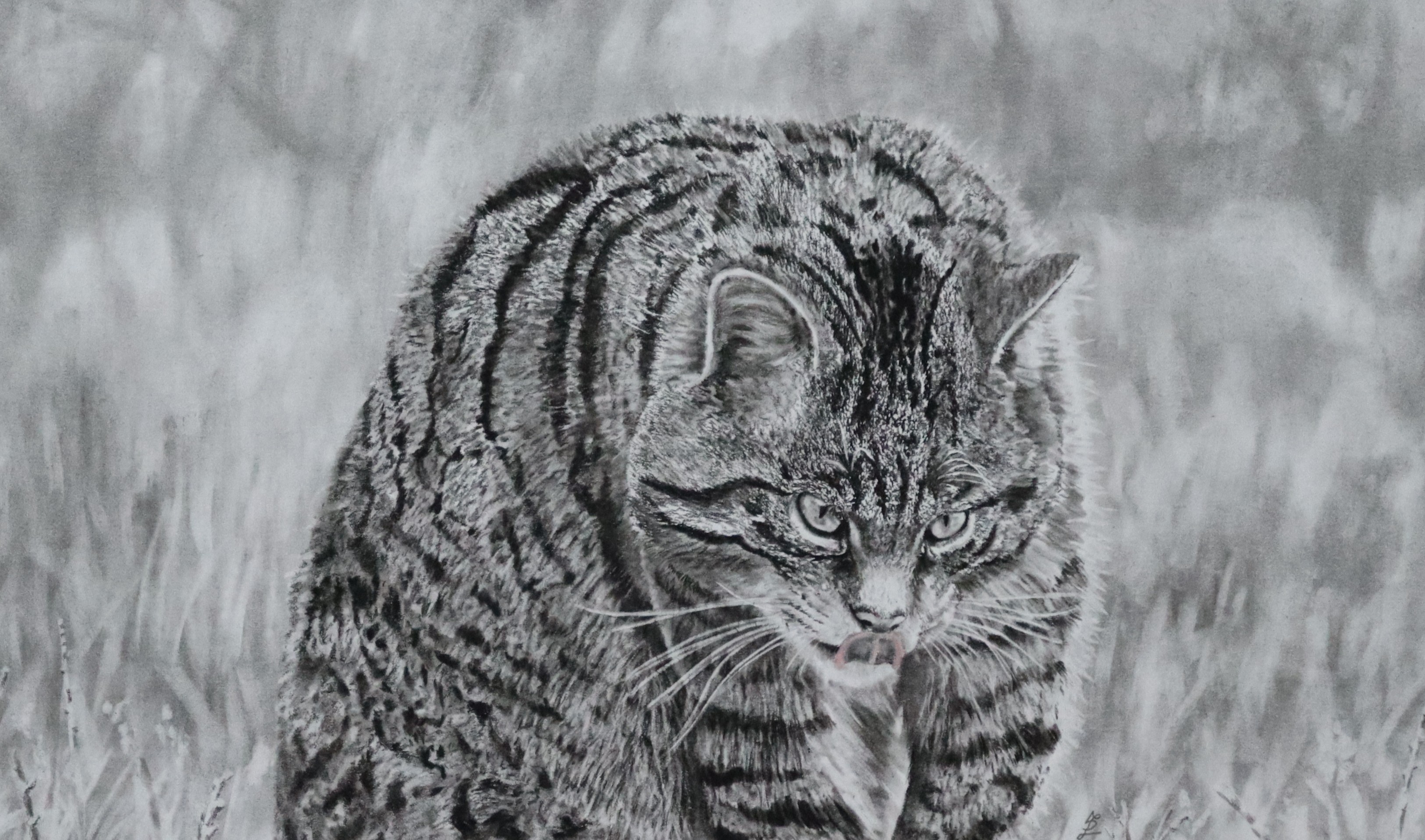 Scottish wildcat