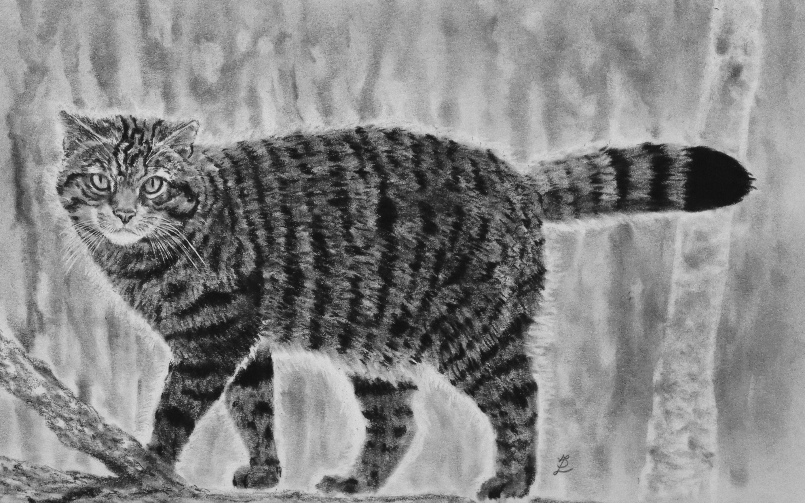 Scottish wildcat